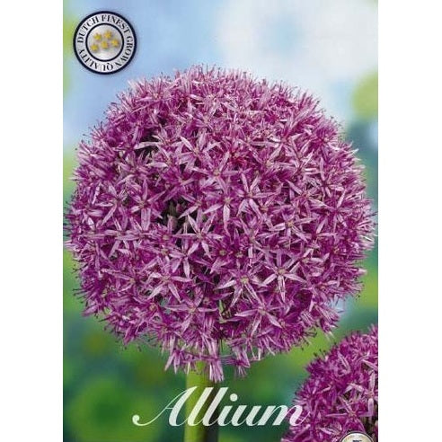 Allium 'Globemaster' 1-pack